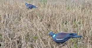 Otro efecto importante, consecuencia de. Campania Approvato Il Calendario Venatorio 2018 2019 Novita Per La Preapertura Iocaccio It