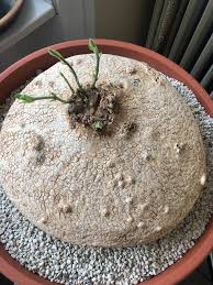 Image result for Raphionacme procumbens