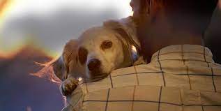 Urgent Need For Pet Adoption - Find Dogs & Cats & More | Petfinder