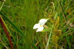 Image result for Impatiens gomphophylla