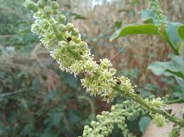 Image result for Phytolacca dodecandra