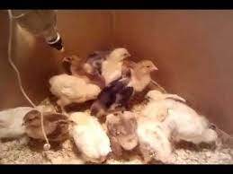 Gusa este umflata, moale si un pic vinetie. Vaccin In Apa De BÄut La Pui Brahma Youtube