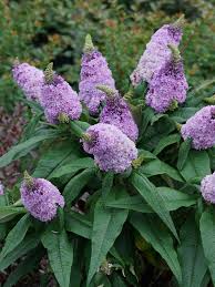 Purple texas sage is deer resistant, heat resistant, drought tolerant and a good choice for xeriscape gardens. Pugster Amethyst Butterfly Bush Buddleia X Butterfly Bush Shrubs For Landscaping Plants