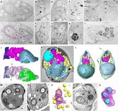 Image result for Isonema