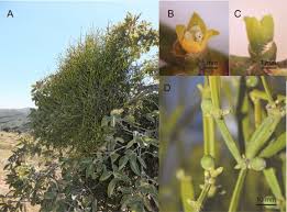 Image result for Viscum obscurum