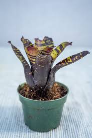 Image result for Neojeffreya