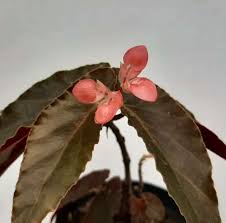 Anda bisa menanam bunga begonia untuk menghias taman, halaman bahkan anda juga. Jual Bunga Begonia Bat Wings Terbaru Juli 2021 Blibli