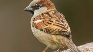 Check spelling or type a new query. House Sparrow