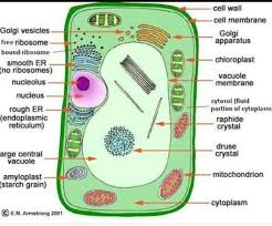 We did not find results for: Draw A Plant Cell And Label The Parts Brainly In