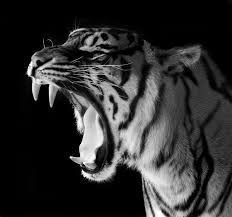 Black And White Tiger Picture Its Scream Colors The Photo With More Than Color Black And White Tiger Images Black And White Wallpaper