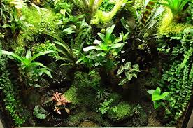 Building A Large Tropical Vivarium Google Search Vivarium Plants Dart Frog Vivarium
