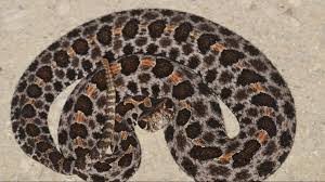 See full list on worldatlas.com Your Guide To The Six Venomous Snakes In The Carolinas Wcnc Com