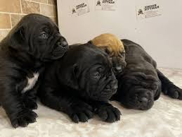 Breeders of the south african boerboel (south african mastiff).you can view our last litter of puppies by clicking on our puppies page and please browse our site for south african boerboel information and pictures. Black Boerboel Cheap Online