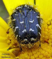 Image result for Tropinota hirta