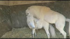 HORSES MATING - YouTube