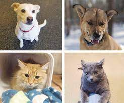 Why go to a dog breeder, cat breeder or pet store to buy a dog or buy a cat when you can adopt? Nh Humane Society Offers Free Pet Food Announcements Laconiadailysun Com