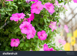 Image result for Petunia axillaris