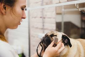 670+ Pug Grooming Stock Photos, Pictures & Royalty-Free Images