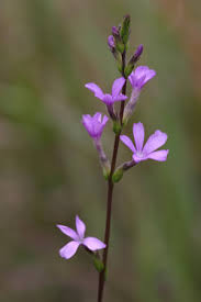 Image result for Buchnera