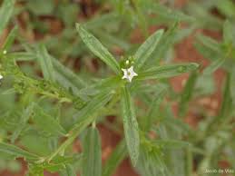 Image result for Heliotropium zeylanicum