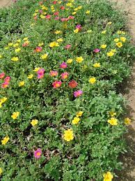 Piantine di portulaca online / pianta portulaca : Portulaca Grandiflora Or Rose Moss Buy Online In Uae Green Souq Uae
