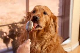 Can dogs eat apples and 25 other human foods for dogs. Human Foods Dogs Can Eat And Can T Eat American Kennel Club