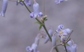 Check spelling or type a new query. Clematis Stans Stauden Waldrebe