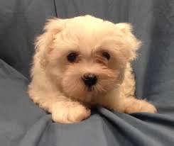 Join millions of people using oodle to find puppies for adoption, dog and puppy listings, and other pets adoption. Mysterious Good Samaritan Returns Stolen Maltese Puppies To Lake St Louis Petland News Blog