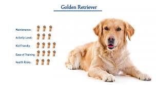 What is the average speed of a golden retriever? Golden Retriever Dog Breed Everything That You Need To Know At A Glance