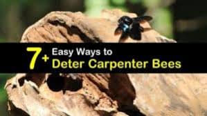 Identifying an infestation how to get rid of carpenter bees top pest control companies to consider how to prevent future infestations treating a carpenter bee sting. 7 Easy Ways To Deter Carpenter Bees