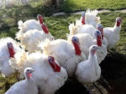 What s the average cost of a thanksgiving meal. The Largest Turkey In The World By Weight The Largest Bull In The World And The Largest Turkey