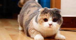 cats with tiny legs 3 munchkin style cat scottish fold munchkin cat scottish fold cats and kittens