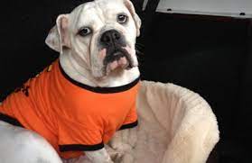 June 30, 2021 post a comment older posts powered by blogger menu halaman statis. Bubbles Dog Grooming Spa 19171 Magnolia St Ste 18 Huntington Beach Ca 92646 Yp Com