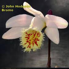 Maybe you would like to learn more about one of these? Pleione 2016