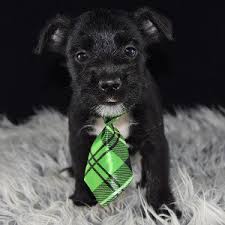 Check out our schnauzers terrier selection for the very best in unique or custom, handmade pieces from our shops. Schnauzer Mixed Puppies For Sale In Pa Schnauzer Mixed Adoptions
