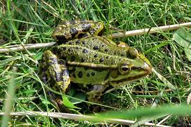 Artenportrat Teichfrosch Nabu