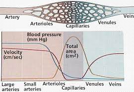 Circulatory Systems In 2021 Circulatory System Cardiac Muscle Cell Lymph Vessels