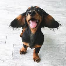 Adorable Black And Tan Dachshund Puppy Cute Dachshund Cute Dachshund Dogs Cute Dachshunds Cute Dogs Cuteness Overload Cute Sausage Dog Cu Dachshund Puppy Black Black And Tan Dachshund Dachshund Pets