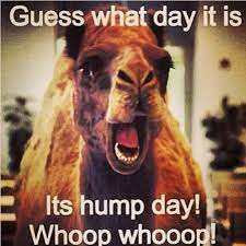 Check out our hump day camel selection for the very best in unique or custom, handmade pieces from our shops. Hump Day Almost Over Cant Wait Till Next Wensday When You Can Here Every One In My School Go Up An Down The Halls Go Hump Day Humor Funny Commercials Funny