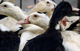 Bird flu is caused by a type of influenza virus that rarely infects humans. Hwybrjuzmeop2m