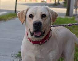 Adopt Rio 6 On Petfinder Adoption Labrador Retriever Dog Dog Adoption