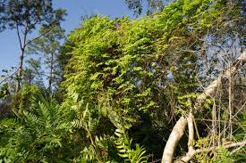 Image result for Lygodium microphyllum