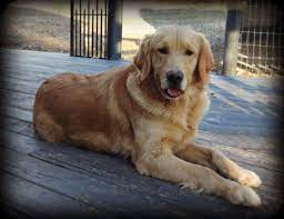Check spelling or type a new query. Gorgeous English Cream American Golden Retriever Puppies For Sale In Roseburg Oregon Classified Americanlisted Com