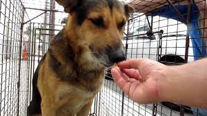 Call her with any questions you may have regarding training classes or to schedule an appointment. Dog Rescue Duke Abandoned In Downtown Los Angeles Youtube