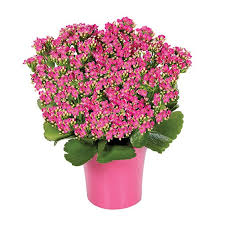 Image result for Kalanchoe dyeri
