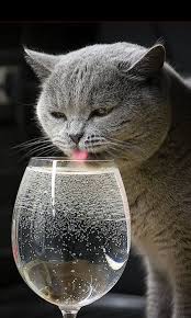 It S Not Drinking Alone If Your Cat Is With You Why Drink Alone When You Can Drink Wine With Your Cat Cattime Cats Crazy Cats British Shorthair