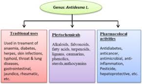 Image result for Antidesma membranaceum
