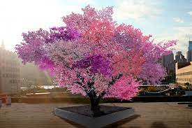 As its name states, the cherry blossom is a fruit tree, but it is at its most beautiful during the flowering season, when it is full of light pink and white blossoms. This Colorful Tree Is Designed To Grow 40 Types Of Fruit The Verge