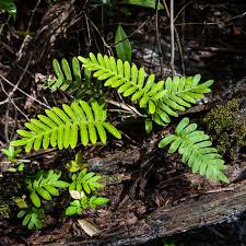 Image result for Pleopeltis polypodioides