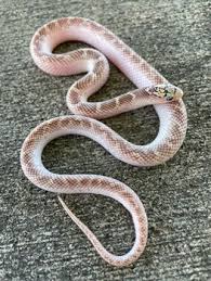 Hypo Brooks King Snakes for sale